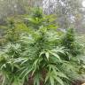 семена конопли марихуаны Original Afghani regular Ganja Seeds