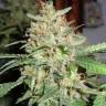 заказать качественные семена конопли BubbleGummer feminised Female Seeds