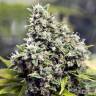 где можно заказать семена конопли BubbleGummer feminised Female Seeds
