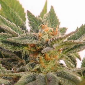 Auto Kritic feminised Kannabia Seeds