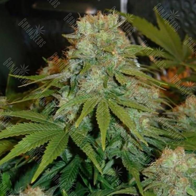 семена конопли Pre-99 Big Bud feminised Nirvana Seeds