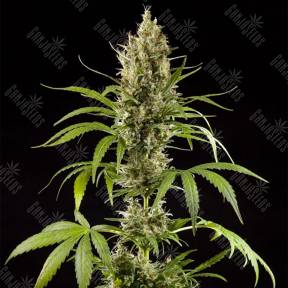 Easy Haze feminised Philosopher Seeds