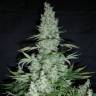 семена культурной конопли купить Easy Haze feminised Philosopher Seeds