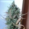 семена конопли сорта сатива Easy Haze feminised Philosopher Seeds