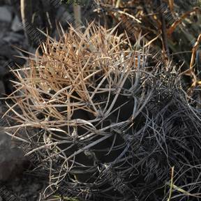 Astrophytum crassispinum MZ 511