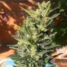Семена конопли Auto Colorado Cookies feminised GanjaLiveSeeds