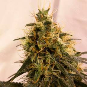 Pineapple Chunk feminised Ganja Seeds