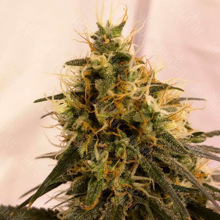 Семена ганжы Pineapple Chunk feminised Ganja Seeds недорого