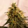 Семена ганжы Pineapple Chunk feminised Ganja Seeds недорого