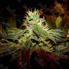 Black Domina x G13 feminised Ganja Seeds