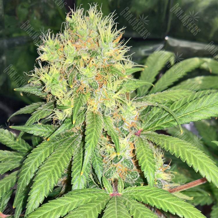 семена конопли интернет магазин Skunk №1 feminised