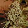 семена конопли марихуаны Somango Widow feminised Advanced Seeds
