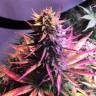семена конопли сорта сатива Autoflower USA Mix feminised Dutch Passion Seeds