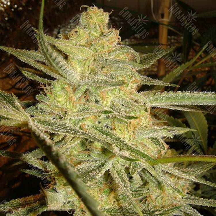 хорошие семена конопли C 99 feminised Female Seeds