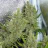 семена конопли курьером C 99 feminised Female Seeds