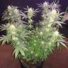 семена конопли наложенным платежом Raspberry Cough feminised Nirvana Seeds