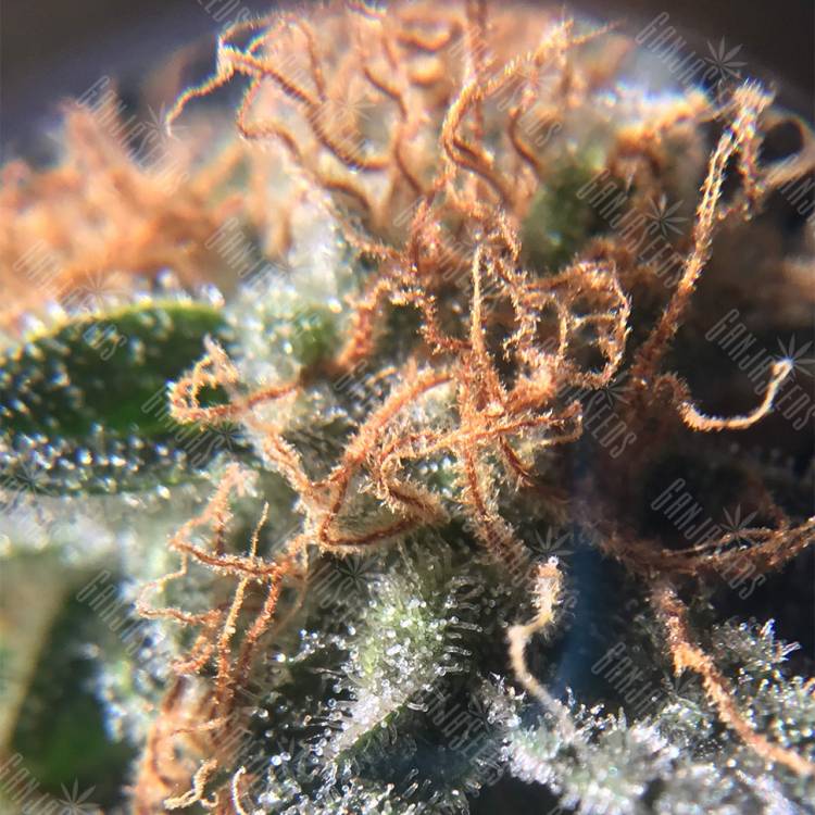 где заказать семена конопли Raspberry Cough feminised Nirvana Seeds