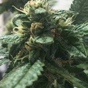 Kosher Kush feminised Reserva Privada