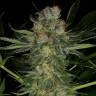 семена культурной конопли купить Serious Kush feminised Serious Seeds