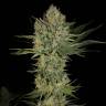 семена конопли для посадки купить Serious Kush feminised Serious Seeds