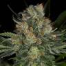 семена конопли курьером Serious Kush feminised Serious Seeds