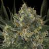 семена конопли для курения Serious Kush feminised Serious Seeds