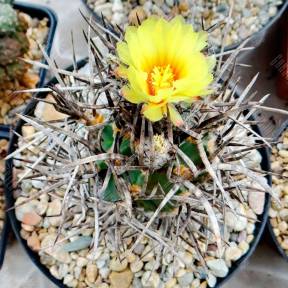 Astrophytum crassispinum