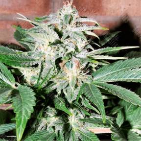 Auto Euforia feminised GanjaLiveSeeds