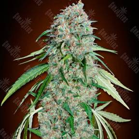 Swiss Chocolate CBD feminised Ganja Seeds