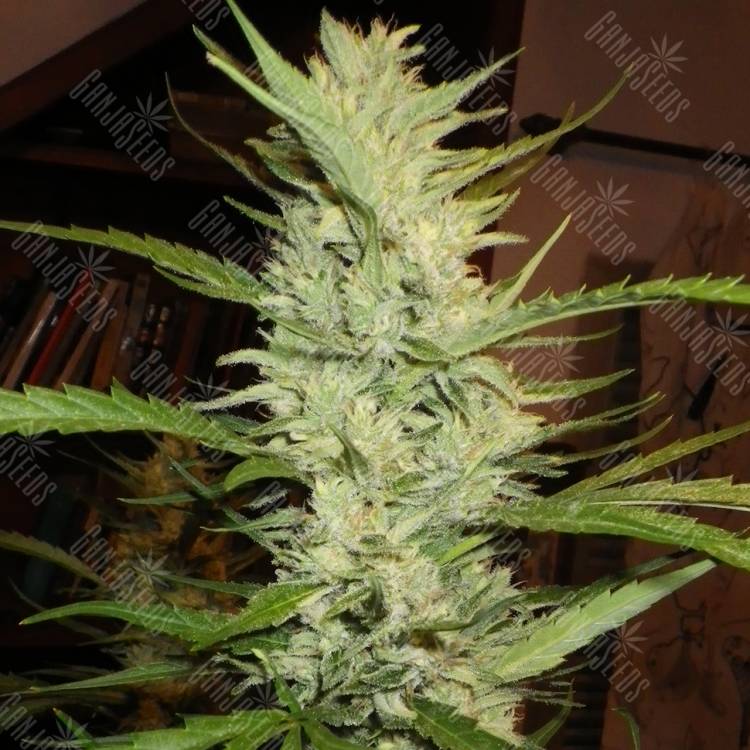 семена конопли интернет магазин Super Lemon Haze feminised