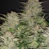 Auto Nefertiti feminised Ganja Seeds