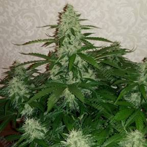 Auto Nefertiti feminised Ganja Seeds