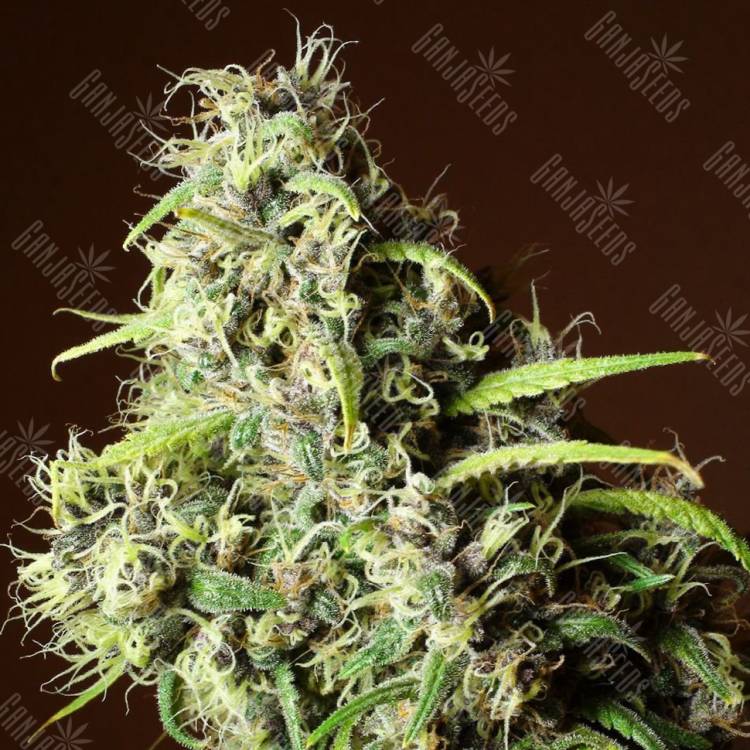 регулярные семена конопли купить Mandala #1 regular Mandala Seeds