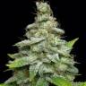 Royal Haze feminised Dinafem Seeds