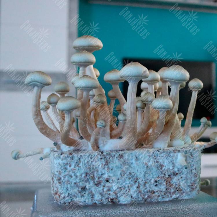 споровый оттиск споры Hybrid Albino A+