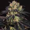 качественные семена конопли Bubba Kush CBD feminised Dinafem Seeds