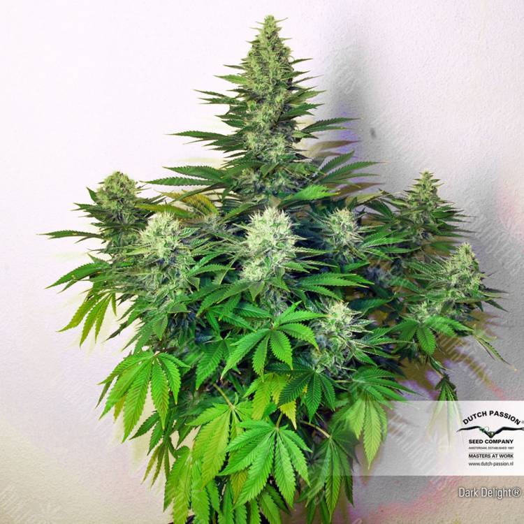 семена конопли для выращивания Dark Delight feminised Dutch Passion Seeds