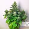 семена конопли для выращивания Dark Delight feminised Dutch Passion Seeds