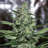 семена конопли марихуаны Dark Delight feminised Dutch Passion Seeds