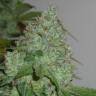 семена конопли Спб Chem OG feminised Female Seeds