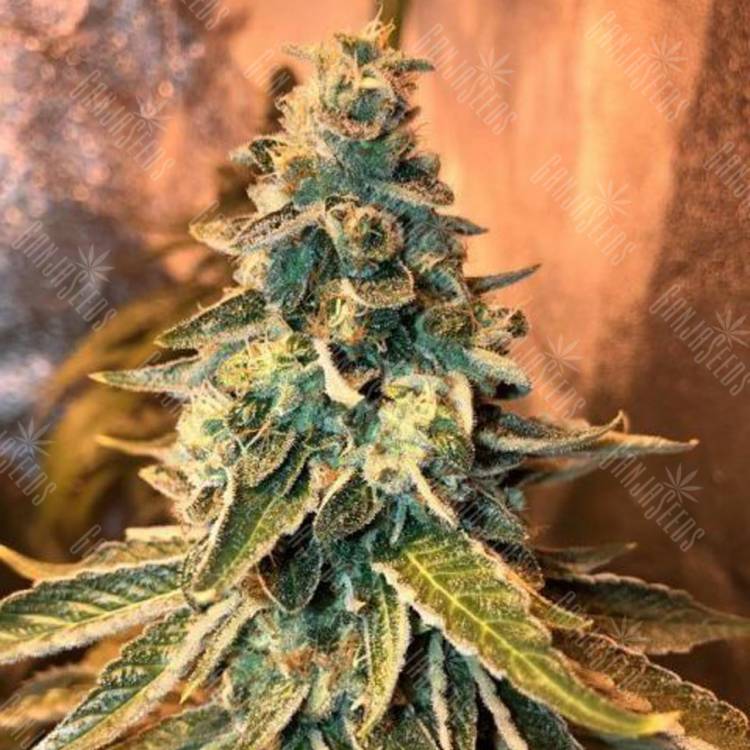 семена конопли в России Chem OG feminised Female Seeds