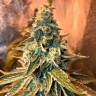 семена конопли в России Chem OG feminised Female Seeds