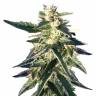 семена конопли Москва Chem OG feminised Female Seeds