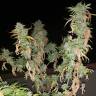 семена конопли индика Chem OG feminised Female Seeds