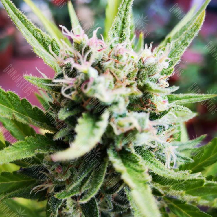 семена конопли в оригинальных упаковках Auto Mikromachine feminised Kannabia Seeds