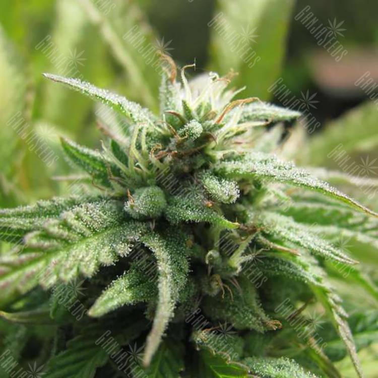 заказать на сайте семена конопли Royal Flush feminised Nirvana Seeds