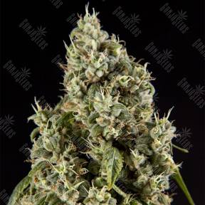 Guava Berry Kush (Guayita) feminised Philosopher Seeds