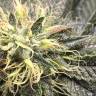 семена конопли недорого OG Kush feminised Reserva Privada