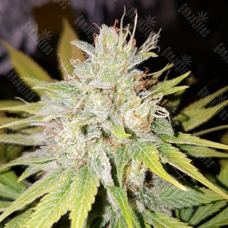 семена конопли для выращивания Strawberry AKeil feminised Serious Seeds