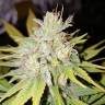 семена конопли для выращивания Strawberry AKeil feminised Serious Seeds